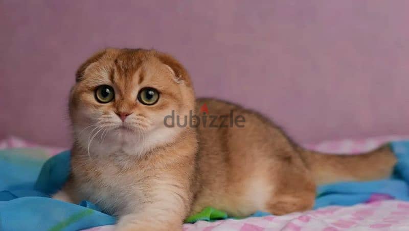 Scottish fold cat Golden Chinchilla From Russia 1