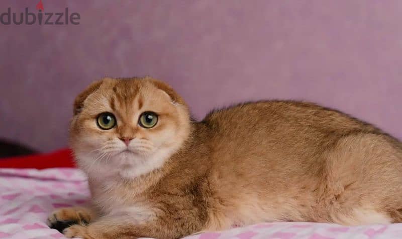 Scottish fold cat Golden Chinchilla From Russia 2