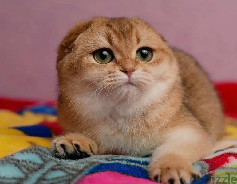 Scottish fold cat Golden Chinchilla From Russia 3