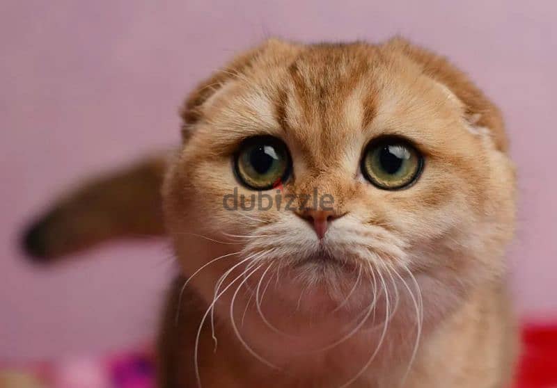 Scottish fold cat Golden Chinchilla From Russia 4