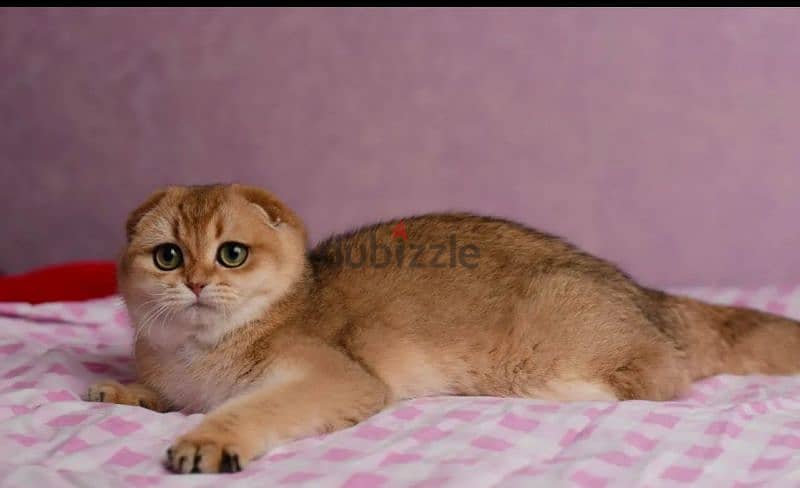 Scottish fold cat Golden Chinchilla From Russia 5