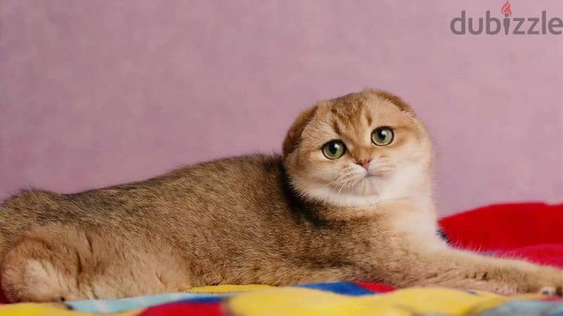 Scottish fold cat Golden Chinchilla From Russia 6