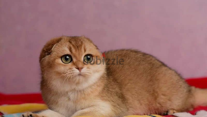 Scottish fold cat Golden Chinchilla From Russia 7