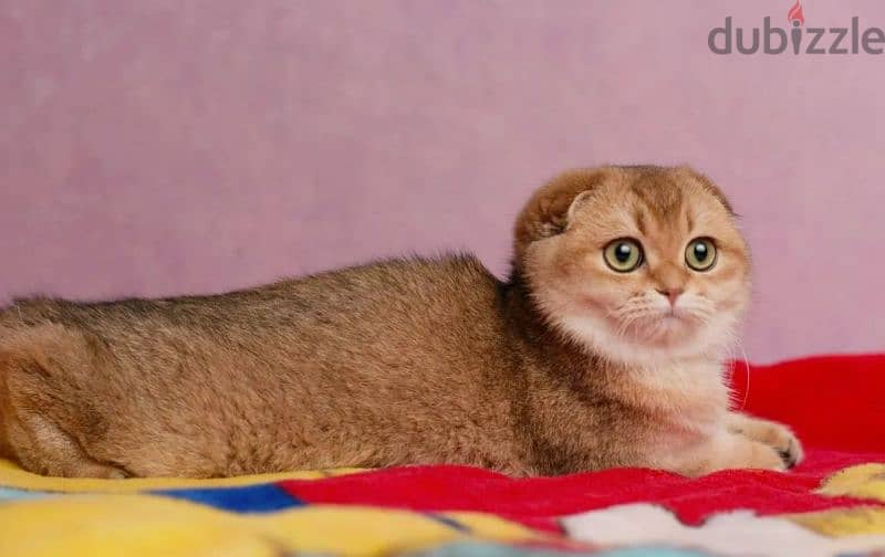 Scottish fold cat Golden Chinchilla From Russia 9