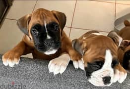German Boxer Puppies From Russia