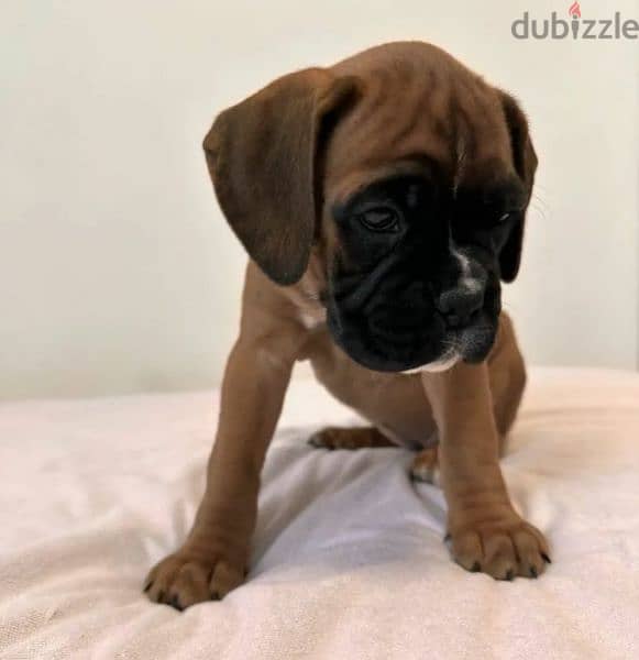 German Boxer Puppies From Russia 2