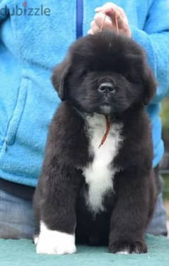 Black Newfoundland Puppy Male From Russia 0
