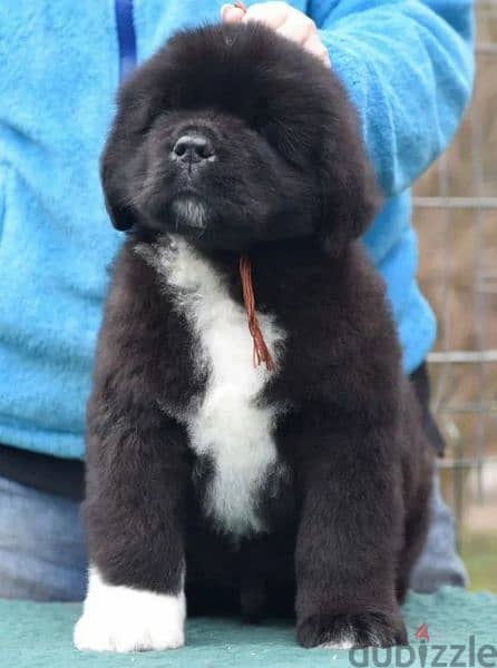 Black Newfoundland Puppy Male From Russia 1