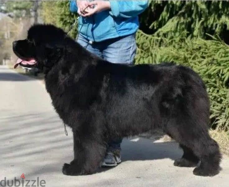 Black Newfoundland Puppy Male From Russia 3