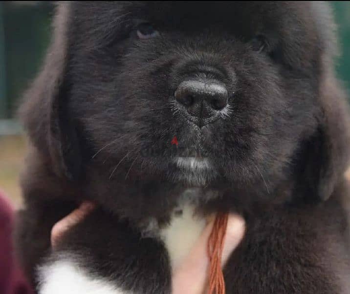 Black Newfoundland Puppy Male From Russia 4