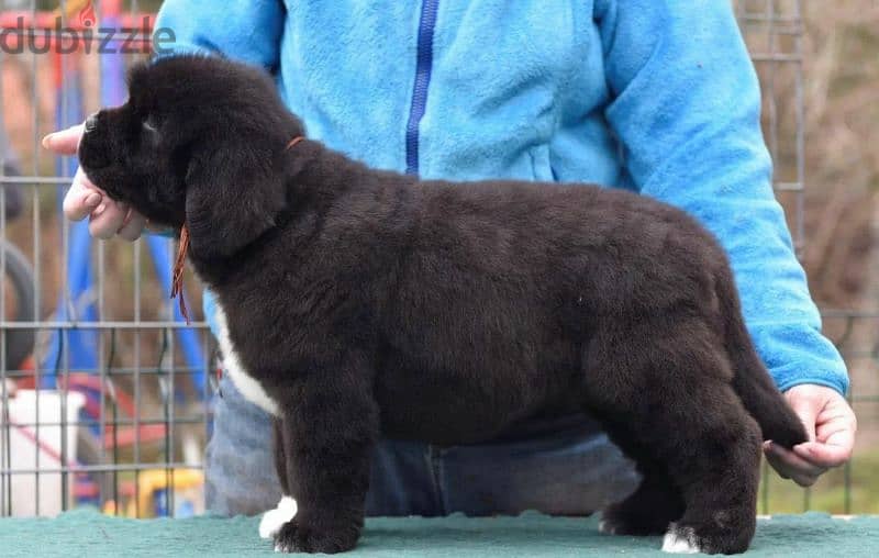 Black Newfoundland Puppy Male From Russia 5