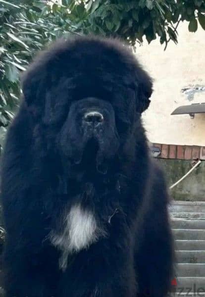 Black Newfoundland Puppy Male From Russia 6