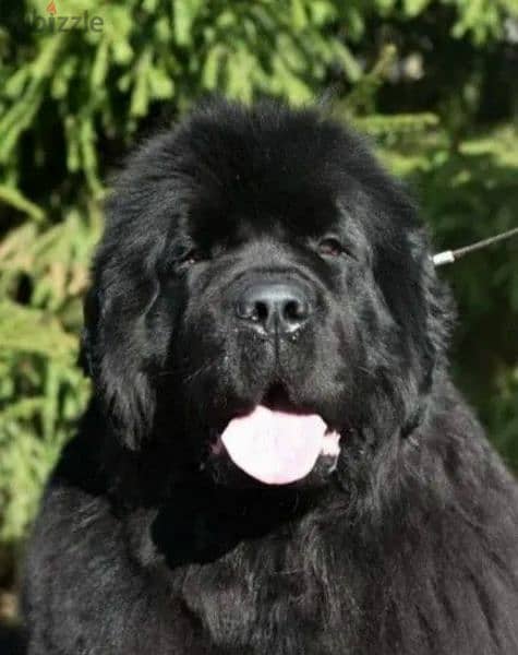 Black Newfoundland Puppy Male From Russia 7