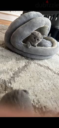 Pure Scottish Fold Kittens 0