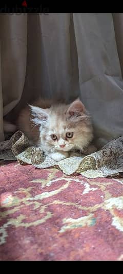 قطه مون فيس ٥٥ يوم جميله مدربه علي الحمام و معاها كل حاجهmoon-face cat