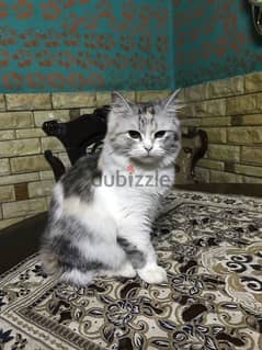 قطة إيغورا تركي متطعمه عمرها ٣شهور 0