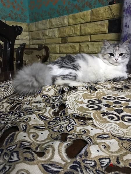 قطة إيغورا تركي متطعمه عمرها ٣شهور 1