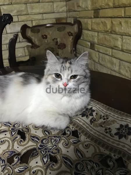 قطة إيغورا تركي متطعمه عمرها ٣شهور 3