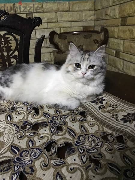 قطة إيغورا تركي متطعمه عمرها ٣شهور 4