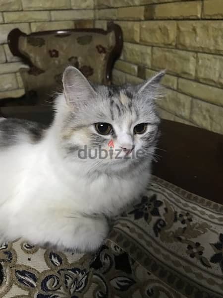 قطة إيغورا تركي متطعمه عمرها ٣شهور 5