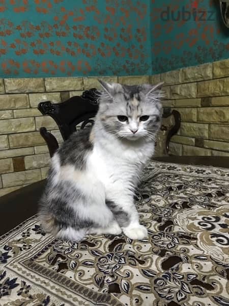 قطة إيغورا تركي متطعمه عمرها ٣شهور 6