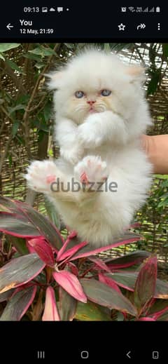 قطة بيرشن هيمالايا اورانج بيكي فيس زورار بيور للبيع