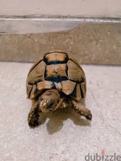 Egyptian turtle 0