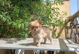 Pomeranian teacup puppy vaccinated بوميرانيان متطعم 50 يوم 0