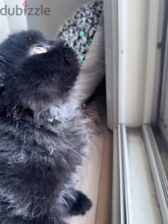 Grayish black Scottish fold kitten 0