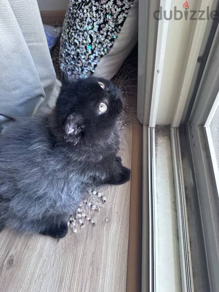 Grayish black Scottish fold kitten 1