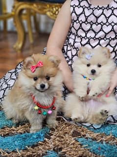 Pomeranian puppies 0