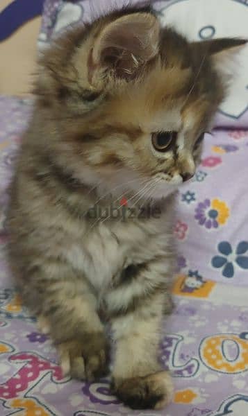 قطة شيرازي 1