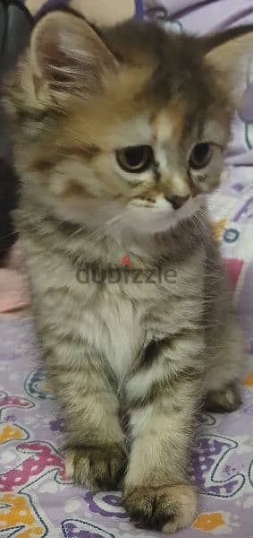 قطة شيرازي 2