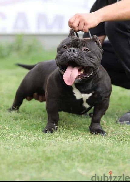 best exotic bully puppies 1
