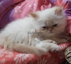 قطة هيمالايا لبيع فى سيدى جابر الاسكندرية
