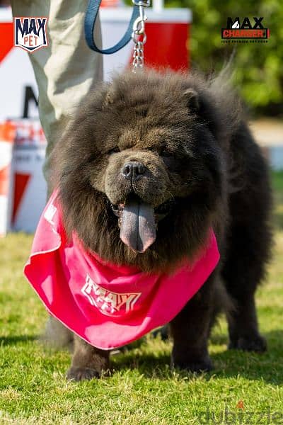 ذكور تشاو تشاو chow chow للجواز بجراوي . وليس لدينا شركاء 14