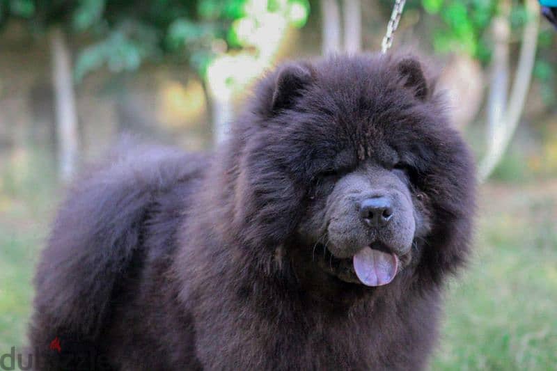 ذكور تشاو تشاو chow chow للجواز بجراوي . وليس لدينا شركاء 16