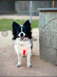 كلب بوميرانيان - pomeranian dog 0