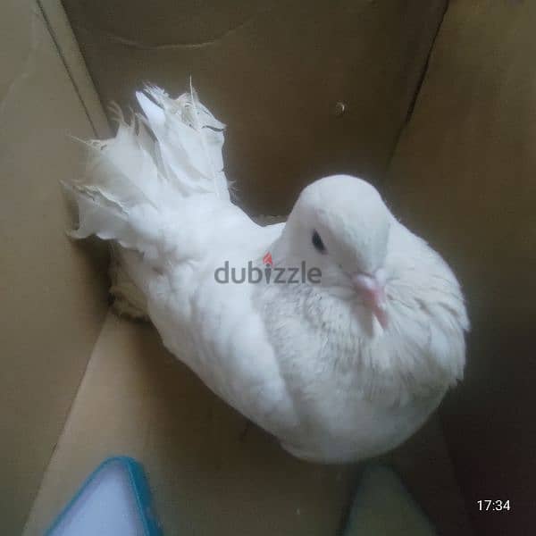 Australian Fantail pigeon for sale / حمامة ذيل المروحة الأسترالية 2