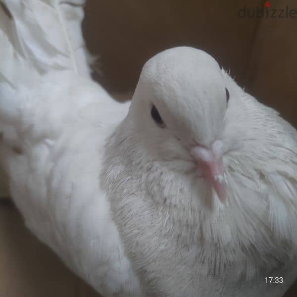 Australian Fantail pigeon for sale / حمامة ذيل المروحة الأسترالية 3