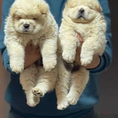 best cream chow chow puppies
