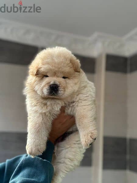 best cream chow chow puppies 7