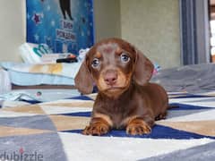 Chocolate Dachshund From Russia 0