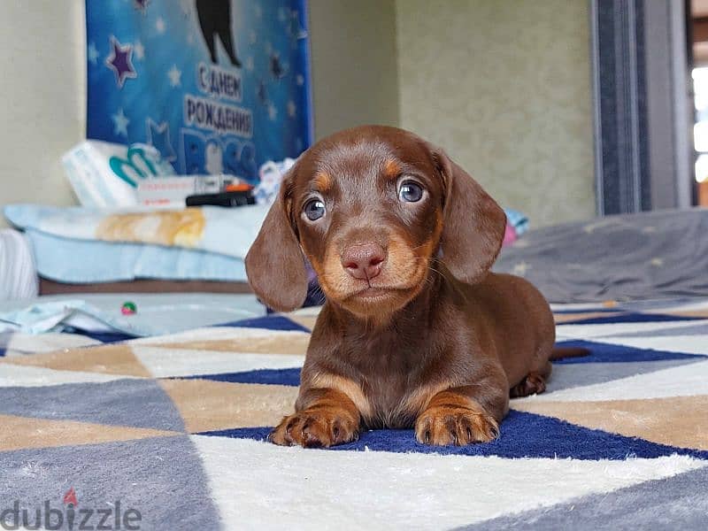 Chocolate Dachshund From Russia 0
