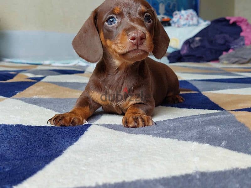 Chocolate Dachshund From Russia 1