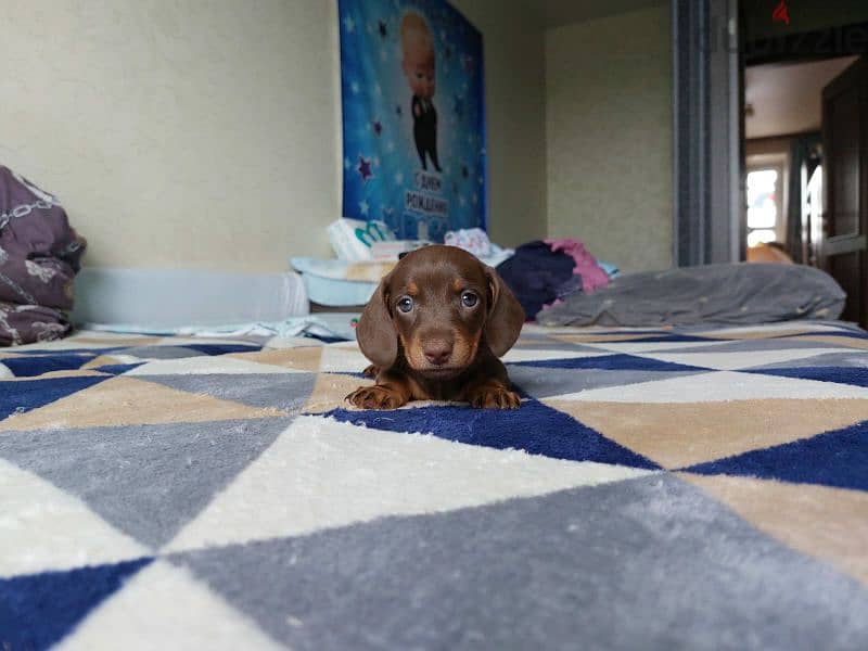 Chocolate Dachshund From Russia 2