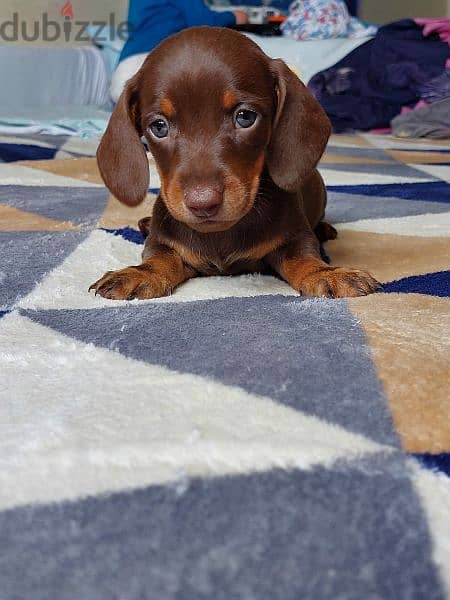 Chocolate Dachshund From Russia 4
