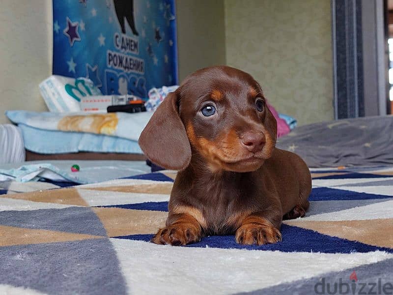 Chocolate Dachshund From Russia 5