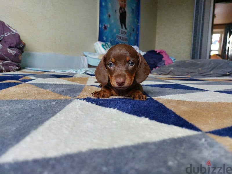 Chocolate Dachshund From Russia 6
