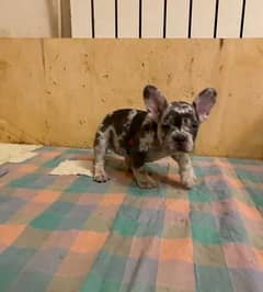 French bulldog Merle Male From Russia